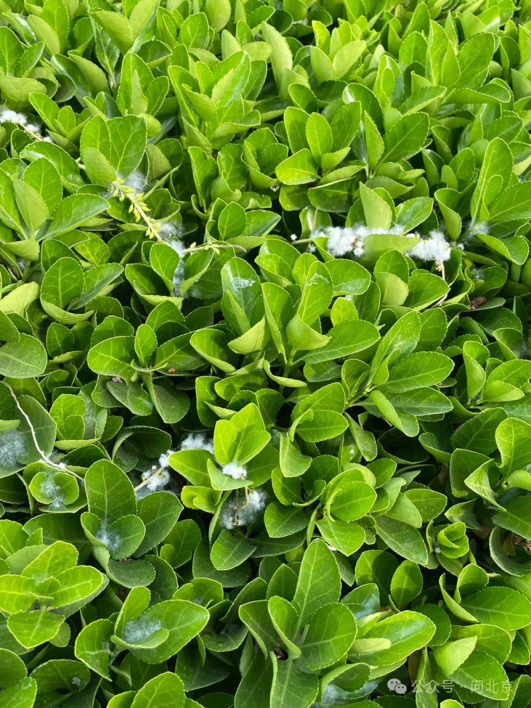 DƬ